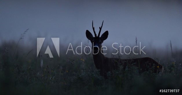 Picture of Roe deer at night Roebuck at night Animal in the mist